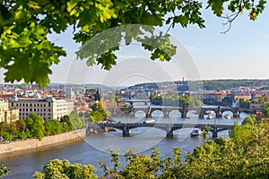River Vltava with bridges in Prague, plants in the foreground, Czech Republic
