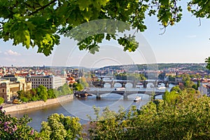 River Vltava with bridges in Prague, plants in the foreground, Czech Republic