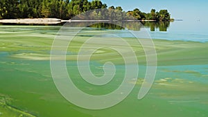 River water covered with green algae on a sandy beach