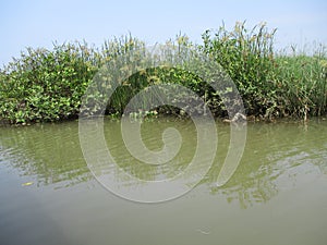 River water on the edge of fish and shrimp farmer settlements