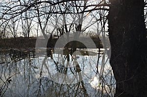 River water in a flood