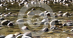 River water flows slowly with rocks and waves