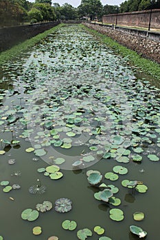 River with Water Lillies