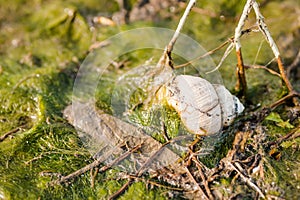 Shellfish river snail on grass