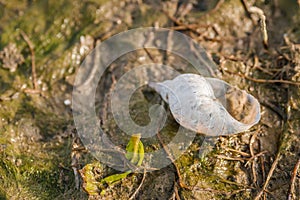 Shellfish river snail on grass