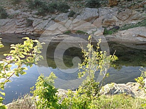 Riverl scene - nature