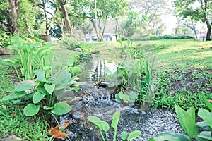 river or waterfall and tree in the garden