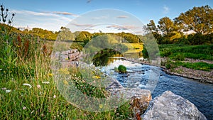 River Wear Wildflower Riverbank