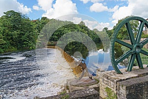 River Wharfe Weir with a Cog Wheel and Steel Spawning Salmon.