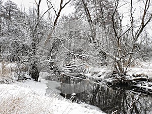 River in Winter: Water in a small river runs through a snow covered prairie with a few bare trees along the banks of the river on