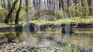 River in the woods during spring