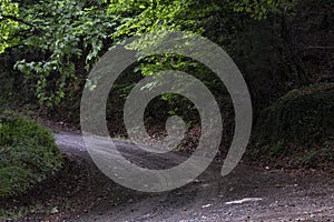 River in the woods and trees.River deep in mountain forest. Nature composition. A small river deep in the forest
