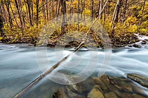 River and yellow leaf in fall