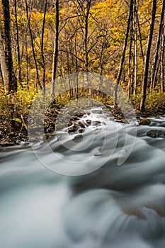 River and yellow leaf in fall