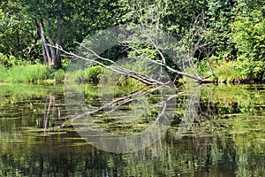 River at the Zelenogorsk, Russia