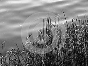 Riverbank grass in winter, monochrome image.