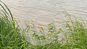 Riverbank shore grass water Cambodia