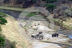 On the riverbank in Tarangire NP