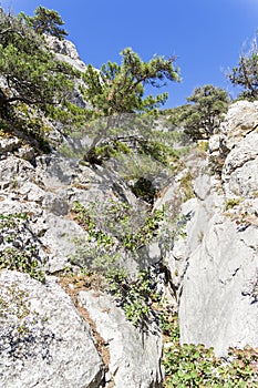 Riverbed pierced in the stone by rain and melt water. Crimean mountains