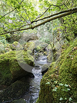 Riverbed sank into moss in a fairy forest and fern. photo