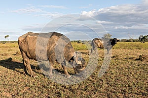 Riverine Buffalo also called Asian buffalo in field