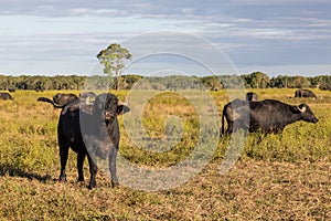 Riverine Buffalo also called Asian buffalo in field