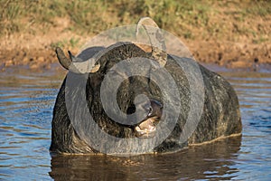 Riverine Buffalo also called Asian buffalo in water with flies