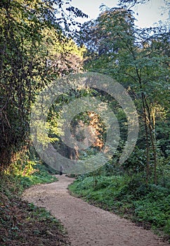 Riverine forest with dry creek pathway