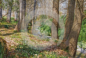 Riverine forest of the Gurri river