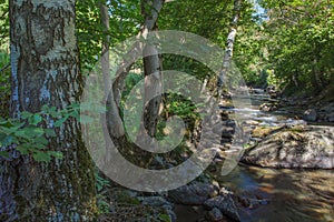 Riverine forest at Valira d'Orient river near Ordino