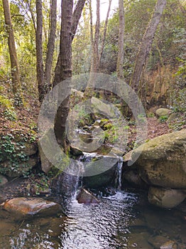 Riverine forest at Vallcarquera creek