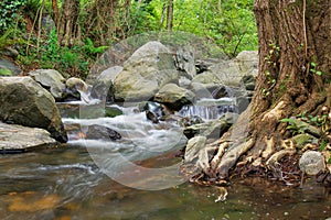 Riverine tree at Sant Marsal creek