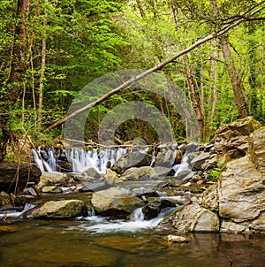 Riverine tree at Sant Marsal creek cascades