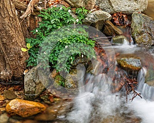 Riverine vegetation at splashing water