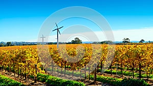 Riverland vineyard in autumn, South Australia