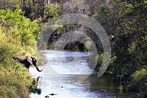 Riverscene with elephant