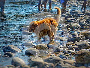 Riverside dog play. photo