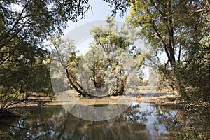 Riverside forest after flooding