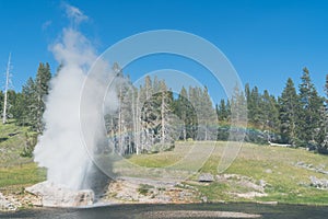 Riverside Geyser in Yellowstone National Park erupts with a full rainbow