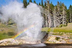 Riverside Geyser in Yellowstone National Park erupts on a sunny day with rainbow in steam