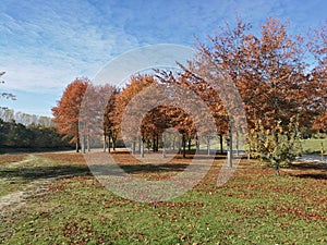 Riverside in Gyor, Hungary. Beautiful autumn trees, sky and grass with nice lighting