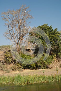 Riverside in the Hiran river, Sasan, Gir Sanctuary.