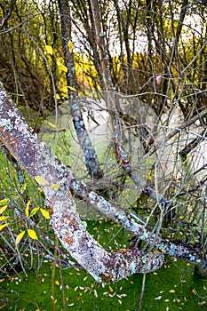 Riverside Nature Reserve Guildford Surrey England