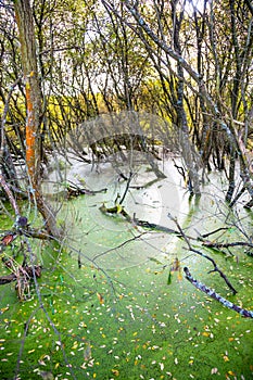 Riverside Nature Reserve Guildford Surrey England