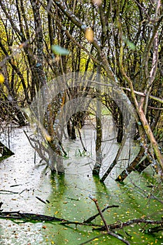 Riverside Nature Reserve Guildford Surrey England