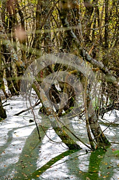 Riverside Nature Reserve Guildford Surrey England