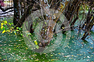 Riverside Nature Reserve Guildford Surrey England