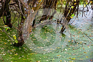 Riverside Nature Reserve Guildford Surrey England