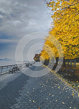 Riverside Park Benches under Yellow Trees in Autumn