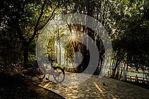 Riverside path in trees of late afternoon